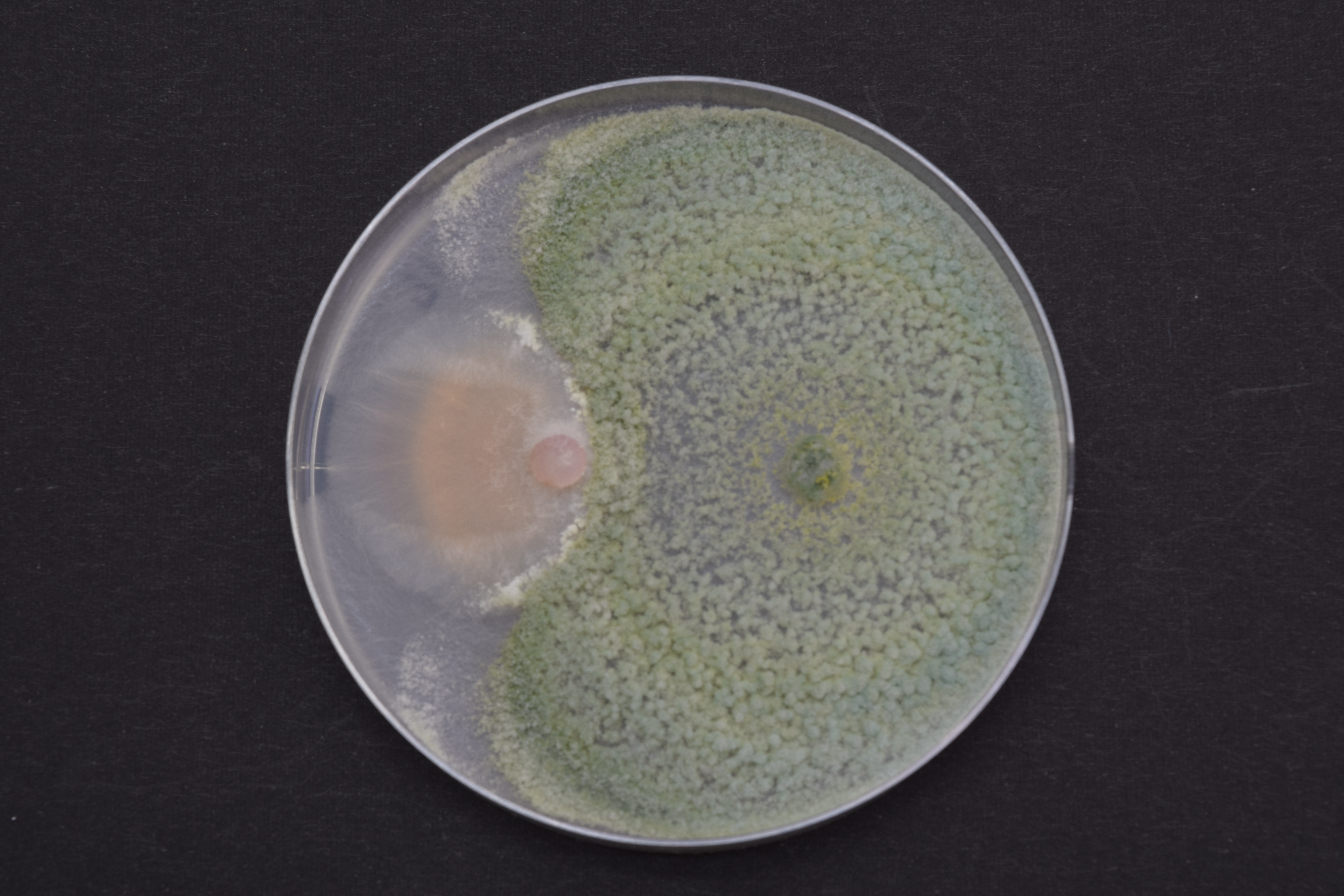 Fusarium oxysporum vs トリコデルマ