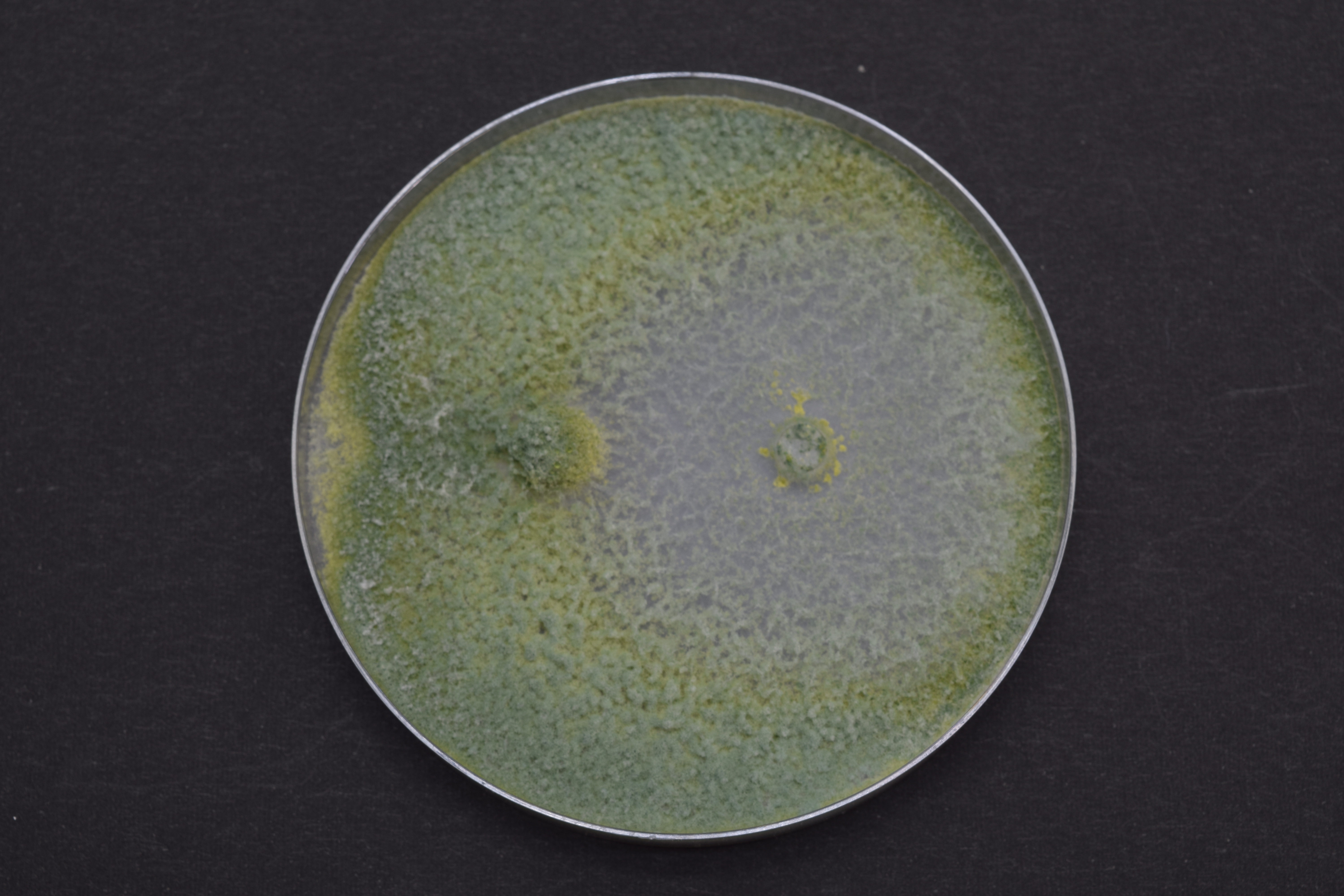 Rhizoctonia solani vs トリコデルマ