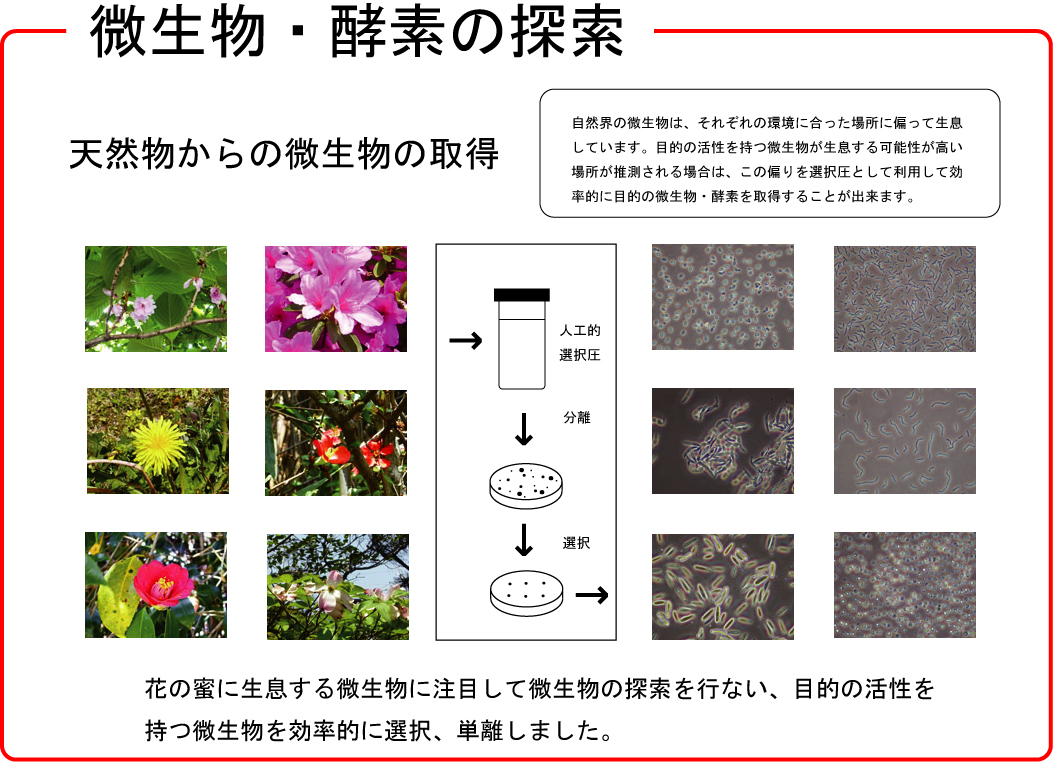 花からエタノール生産微生物の単離